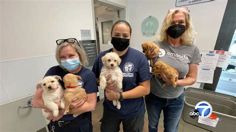 La city animal shelter - Our six LA Animal Services Centers are open without appointments every Tuesday and Thursday from 8am to 5pm and every Saturday and Sunday from 11am to 5pm. …
